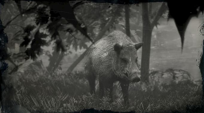 Black and white image of a boar with scars on its face.