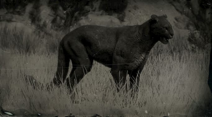 Black and white image of a black cougar.