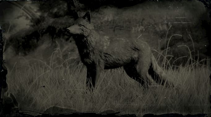Black and white image of a dark coyote.