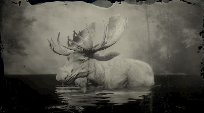 black and white image of a white moose in the water.