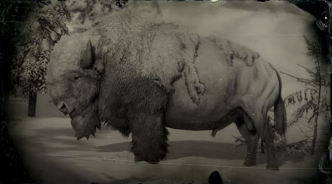 Black and white image of a white bison bull