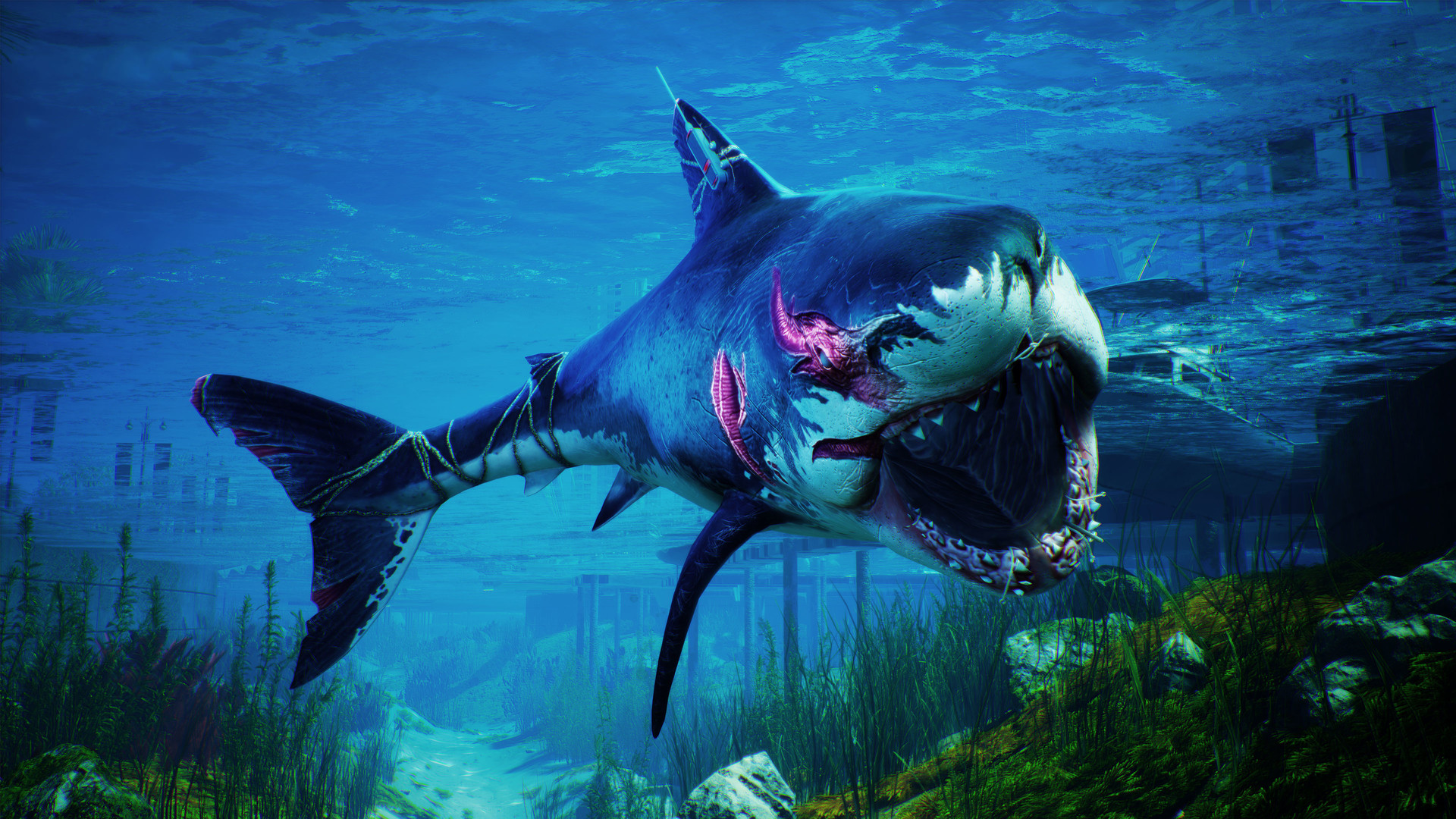  Do you become a Megalodon in Maneater? 