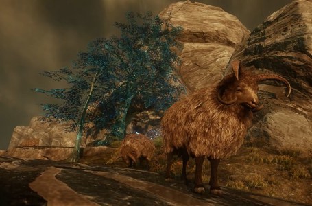  Where to find Churro Sheep for the Devil’s Quarry Hunt quest in New World 