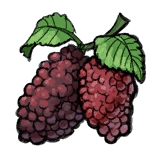 Immortal Life Mulberry Fruit