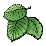 Immortal Life Mulberry Leaf